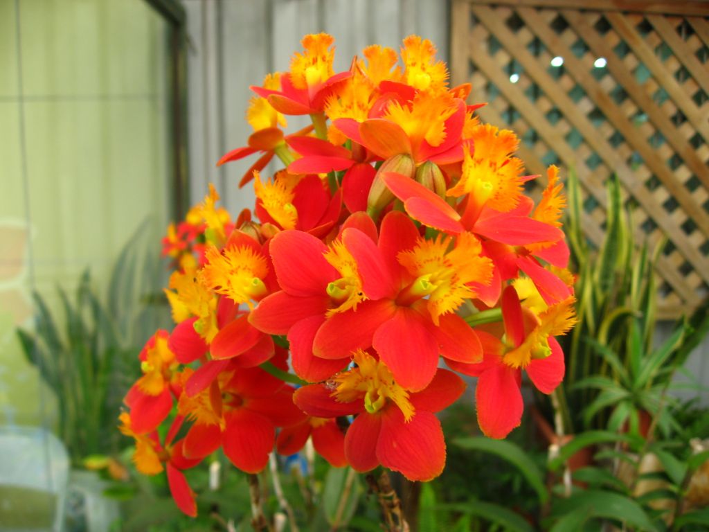 樹蘭【蘭花類別】-蘭花情報局