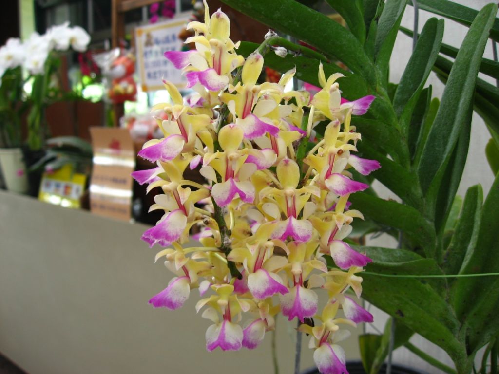 06/09 Lepanthes guatemalensis レパンテス 熱帯植物 洋蘭 開花