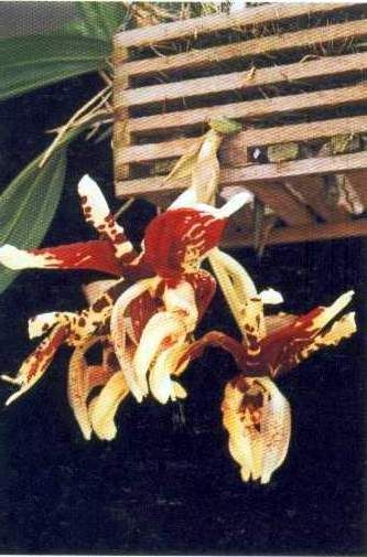 洋蘭 原種 Stanhopea grandeflora Orchid Stanhopea grandiflora (NFS) \u2013 OrchidGarden