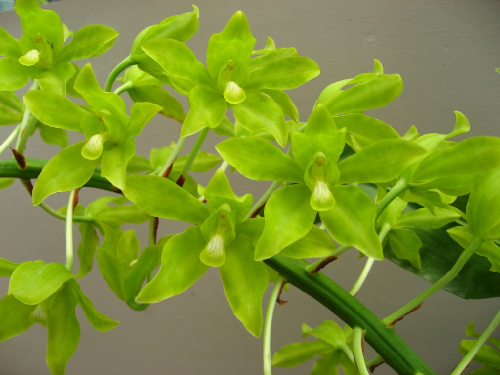 多花巨蘭【原生蘭世界原生蘭種分佈】-蘭花情報局