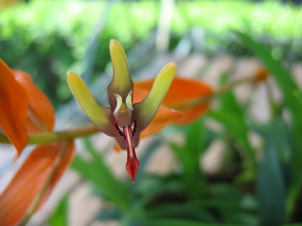 橘苞絨蘭【原生蘭世界原生蘭種分佈】-蘭花情報局