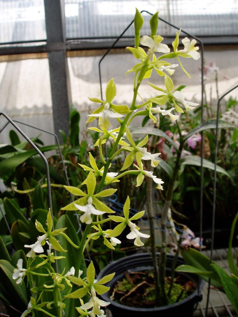 史丹佛樹蘭【原生蘭世界原生蘭種分佈】-蘭花情報局