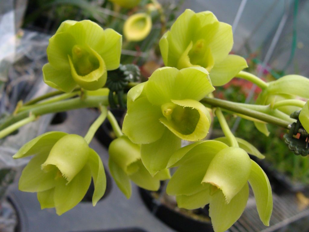 Catasetum (Ctsm.)【原生蘭世界原生蘭種分佈】-蘭花情報局