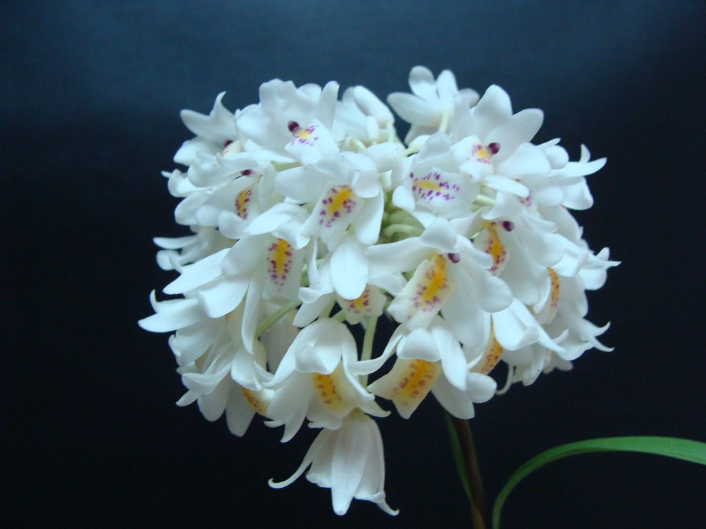 紐本蘭屬．香球蘭【原生蘭世界原生蘭種分佈】-蘭花情報局