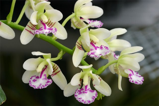 名護蘭 】希少品‼️赤花名護蘭縞 229 名護蘭 】希少品‼️赤花