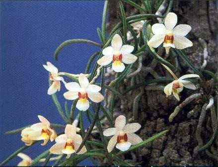 ホルコグロッサム・アメシアナム　大株　大輪性美花種 ホルコグロッサム属の一覧｜  GreenSnap（グリーンスナップ）