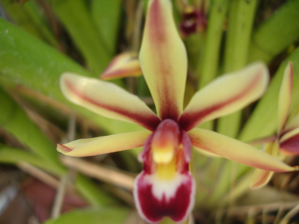 蕙蘭屬．硬葉蘭【原生蘭世界原生蘭種分佈】-蘭花情報局