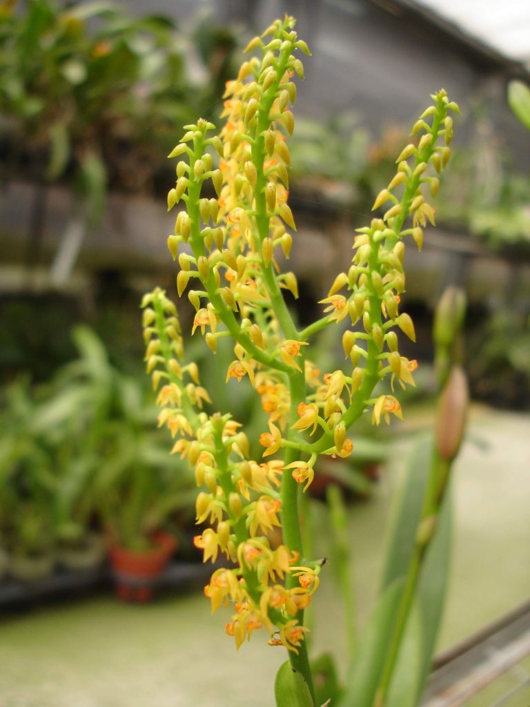 多穗蘭屬．倒花蘭【原生蘭世界原生蘭種分佈】-蘭花情報局