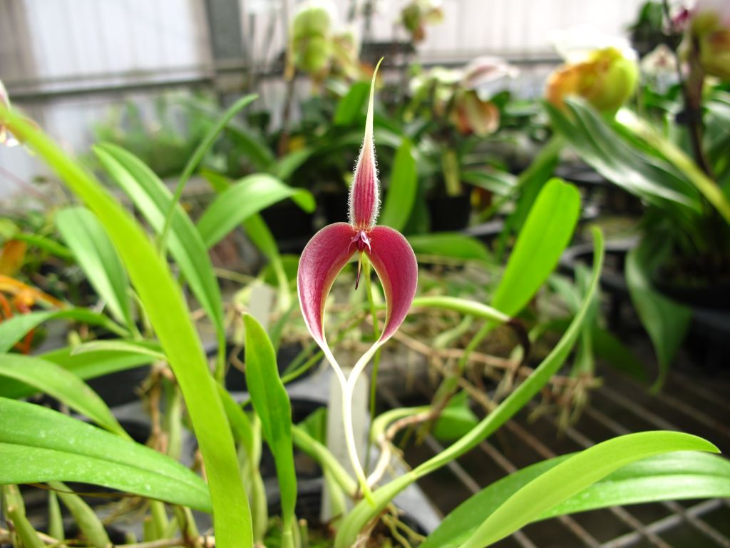 蟑螂豆蘭,布魯氏豆蘭【原生蘭世界原生蘭種分佈】-蘭花情報局