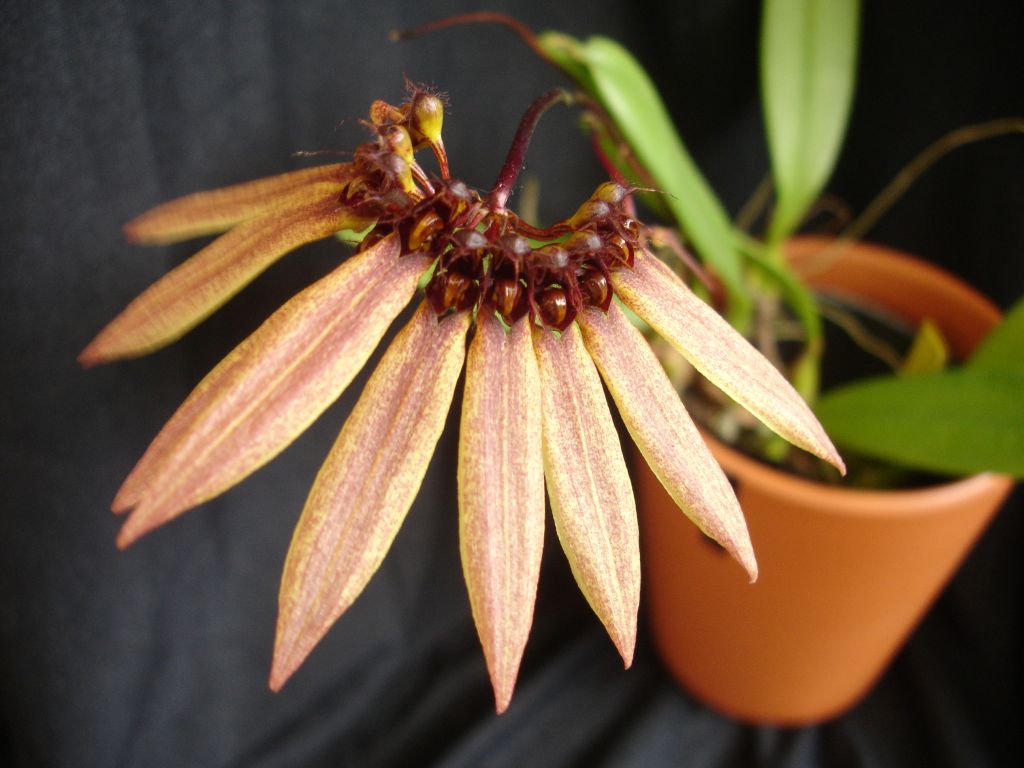 豆蘭【蘭花類別】-蘭花情報局